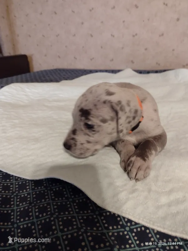 Lainey – Great Dane puppy for sale in Wharton, OH