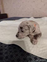 Lainey, a female Great Dane for sale in Wharton, OH – 1 of 4