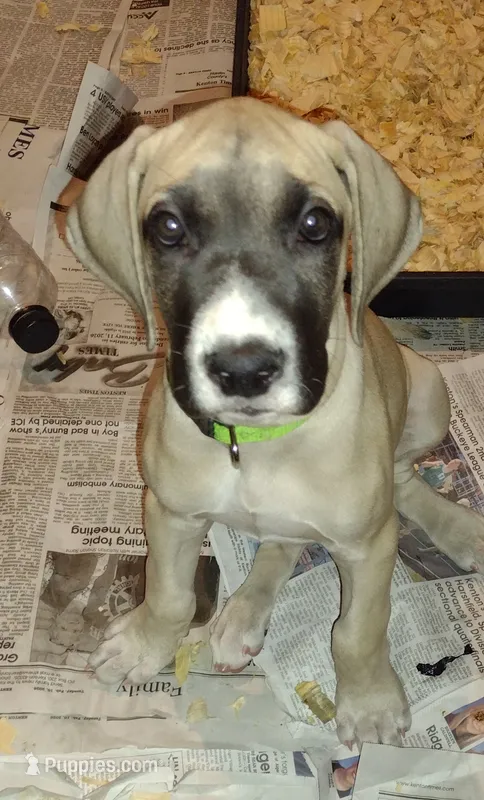 Kacey ( new videos) – Great Dane puppy for sale in Wharton, OH
