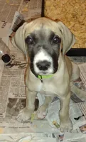 Kacey ( new videos), a female Great Dane for sale in Wharton, OH – 1 of 9
