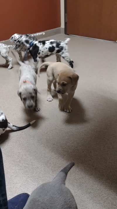 Megan (new videos), a female Great Dane for sale in Wharton, OH – 7 of 9