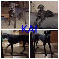 Hardy, a male Great Dane for sale in Wharton, OH – 3 of 4
