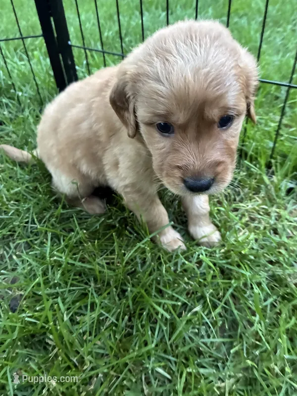 Rosie  – Golden Retriever, Miniature Golden Retriever puppy for sale in Grove City, OH