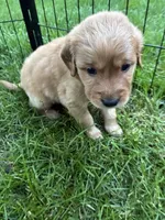 Rosie , a female Golden Retriever and Miniature Golden Retriever for sale in Grove City, OH – 1 of 7