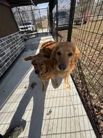 Rosie , a female Golden Retriever and Miniature Golden Retriever for sale in Grove City, OH – 7 of 7