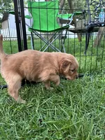 Rosie , a female Golden Retriever and Miniature Golden Retriever for sale in Grove City, OH – 4 of 7