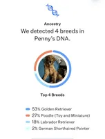 Rosie , a female Golden Retriever and Miniature Golden Retriever for sale in Grove City, OH – 5 of 7