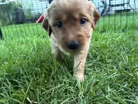 Rosie , a female Golden Retriever and Miniature Golden Retriever for sale in Grove City, OH – 2 of 7