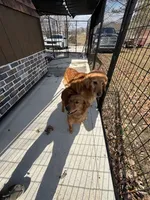 Rosie , a female Golden Retriever and Miniature Golden Retriever for sale in Grove City, OH – 6 of 7