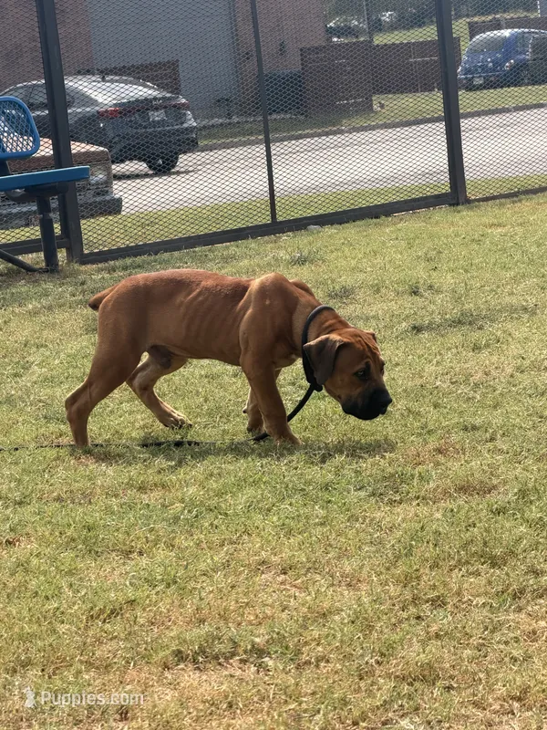 Crusader – Boerboel puppy for sale in Sherman, TX