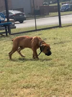 Crusader, a male Boerboel for sale in Sherman, TX – 1 of 2
