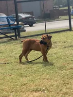 Crusader, a male Boerboel for sale in Sherman, TX – 2 of 2