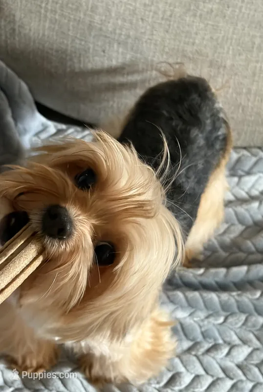 Chici – Yorkshire Terrier puppy for sale in Parma Heights, OH