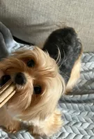 Chici, a male Yorkshire Terrier for sale in Parma Heights, OH – 1 of 3