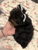 Sophie🎀, a female Yorkshire Terrier for sale in Parma Heights, OH – 3 of 3