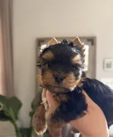 Luca, a male Yorkshire Terrier for sale in Parma Heights, OH – Photo 7 of 8