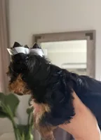 Luca, a male Yorkshire Terrier for sale in Parma Heights, OH – Photo 4 of 8