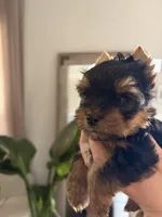 Luca, a male Yorkshire Terrier for sale in Parma Heights, OH – Photo 8 of 8