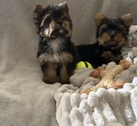 Luca, a male Yorkshire Terrier for sale in Parma Heights, OH – Photo 2 of 2