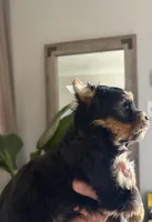 Luca, a male Yorkshire Terrier for sale in Parma Heights, OH – Photo 6 of 8