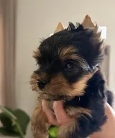 Luca, a male Yorkshire Terrier for sale in Parma Heights, OH – Photo 1 of 8