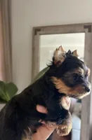 Luca, a male Yorkshire Terrier for sale in Parma Heights, OH – Photo 2 of 8