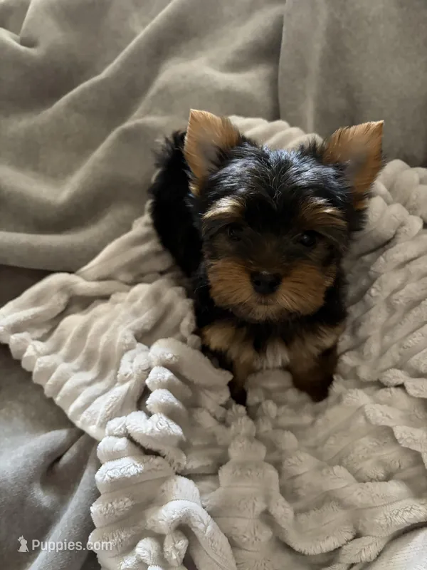Luca – Yorkshire Terrier puppy for sale in Parma Heights, OH