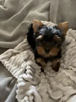 Luca, a male Yorkshire Terrier for sale in Parma Heights, OH – Photo 1 of 2
