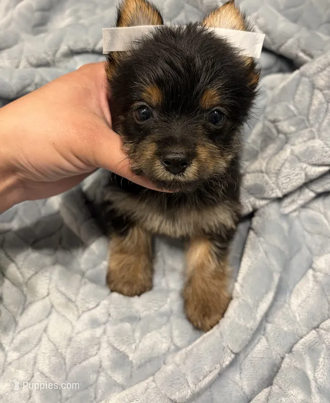 Ozzy – Yorkshire Terrier puppy for sale in Parma Heights, OH