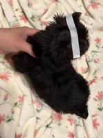 Sophie🎀, a female Yorkshire Terrier for sale in Parma Heights, OH – 2 of 3