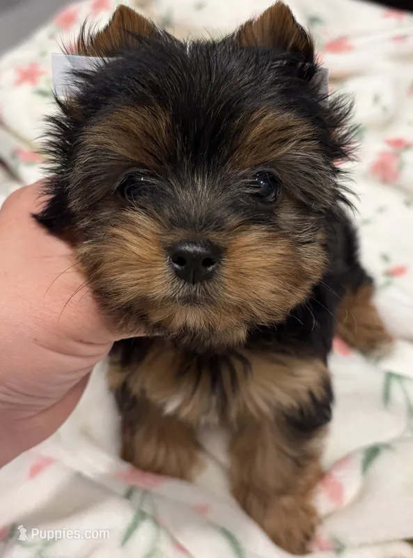 Sophie🎀 – Yorkshire Terrier puppy for sale in Parma Heights, OH