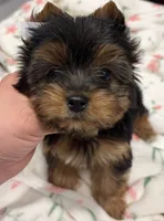 Sophie🎀, a female Yorkshire Terrier for sale in Parma Heights, OH – 1 of 3