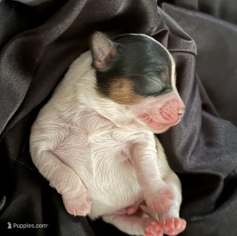 Tito – Yorkshire Terrier puppy for sale in Parma Heights, OH