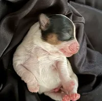 Tito, a male Yorkshire Terrier for sale in Parma Heights, OH – 1 of 3