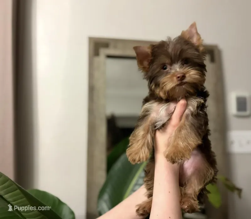 Louie, a male Yorkshire Terrier for sale in Parma Heights, OH – Photo 1 of 2