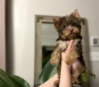 Louie, a male Yorkshire Terrier for sale in Parma Heights, OH – Photo 1 of 2