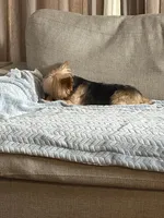 Chici, a male Yorkshire Terrier for sale in Parma Heights, OH – 3 of 3