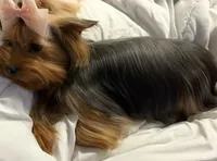 Nell🎀, a female Yorkshire Terrier for sale in Parma Heights, OH – 2 of 3