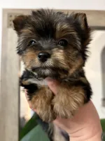 Teddy, a male Yorkshire Terrier for sale in Parma Heights, OH – Photo 5 of 5