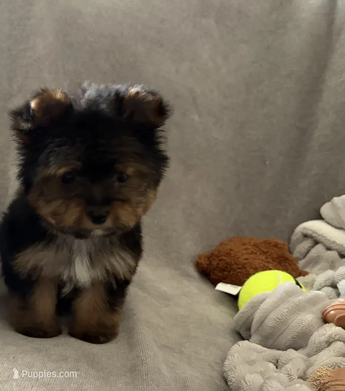 Teddy – Yorkshire Terrier puppy for sale in Parma Heights, OH