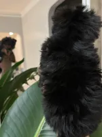 Teddy, a male Yorkshire Terrier for sale in Parma Heights, OH – Photo 2 of 5