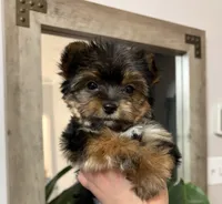 Teddy, a male Yorkshire Terrier for sale in Parma Heights, OH – Photo 3 of 5