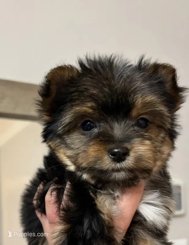 Teddy – Yorkshire Terrier puppy for sale in Parma Heights, OH