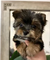 Teddy, a male Yorkshire Terrier for sale in Parma Heights, OH – Photo 4 of 5