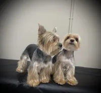 Mona, a female Yorkshire Terrier for sale in Parma Heights, OH – Photo 2 of 4