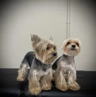 Mona, a female Yorkshire Terrier for sale in Parma Heights, OH – Photo 3 of 4