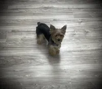 Mona, a female Yorkshire Terrier for sale in Parma Heights, OH – Photo 4 of 4
