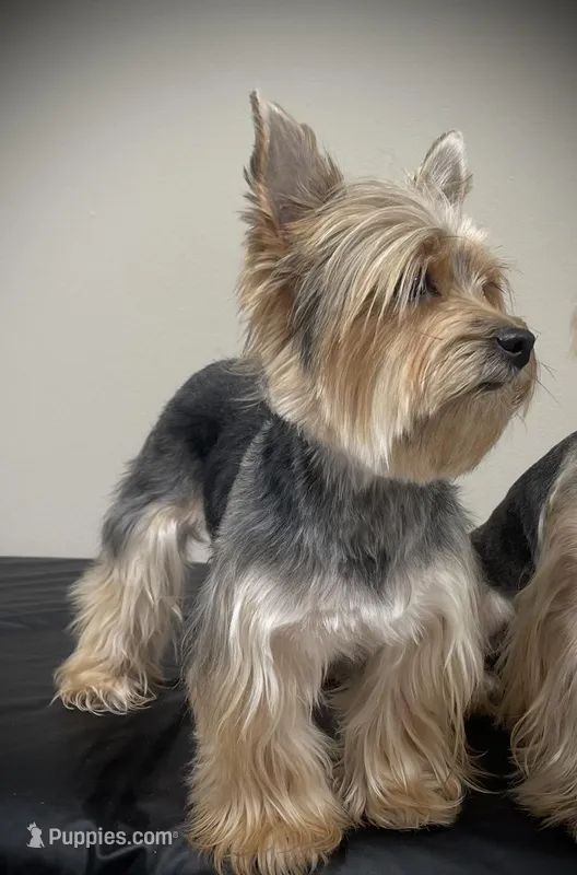 Mona, a female Yorkshire Terrier for sale in Parma Heights, OH – Photo 1 of 4
