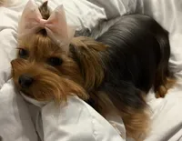 Nell🎀, a female Yorkshire Terrier for sale in Parma Heights, OH – 1 of 3