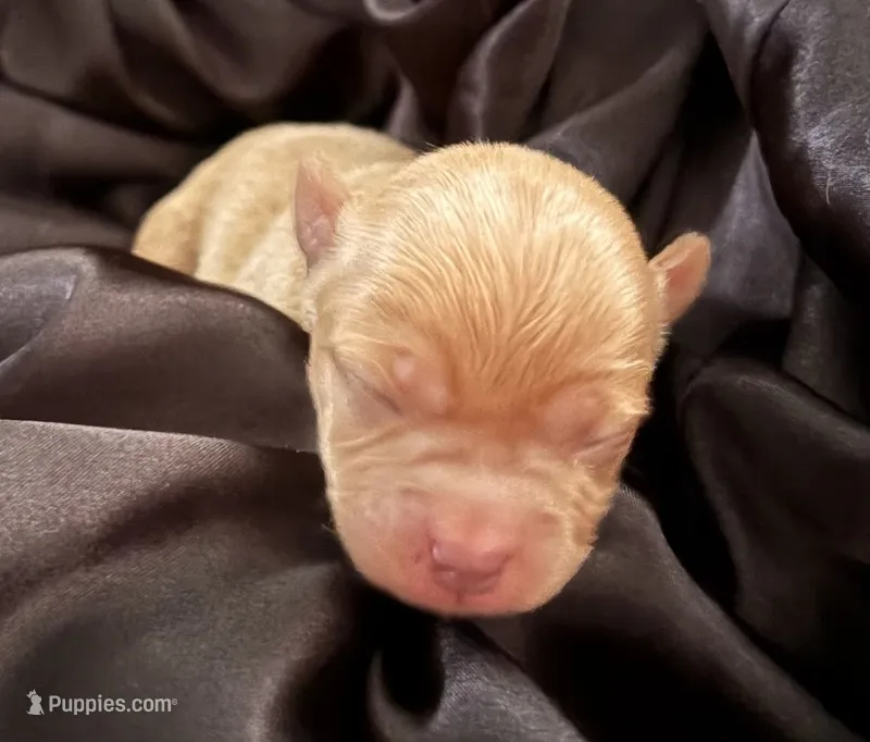 Rex – Yorkshire Terrier puppy for sale in Parma Heights, OH
